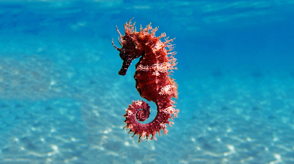 Can You Eat Seahorses and How do they Taste?