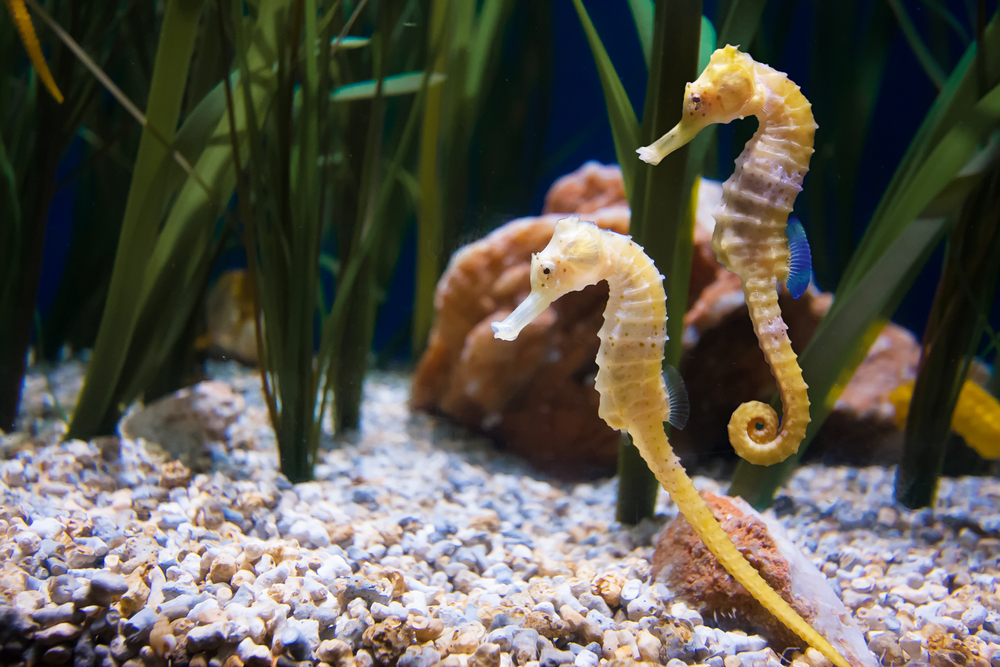 Can You Eat Seahorses and How do they Taste?