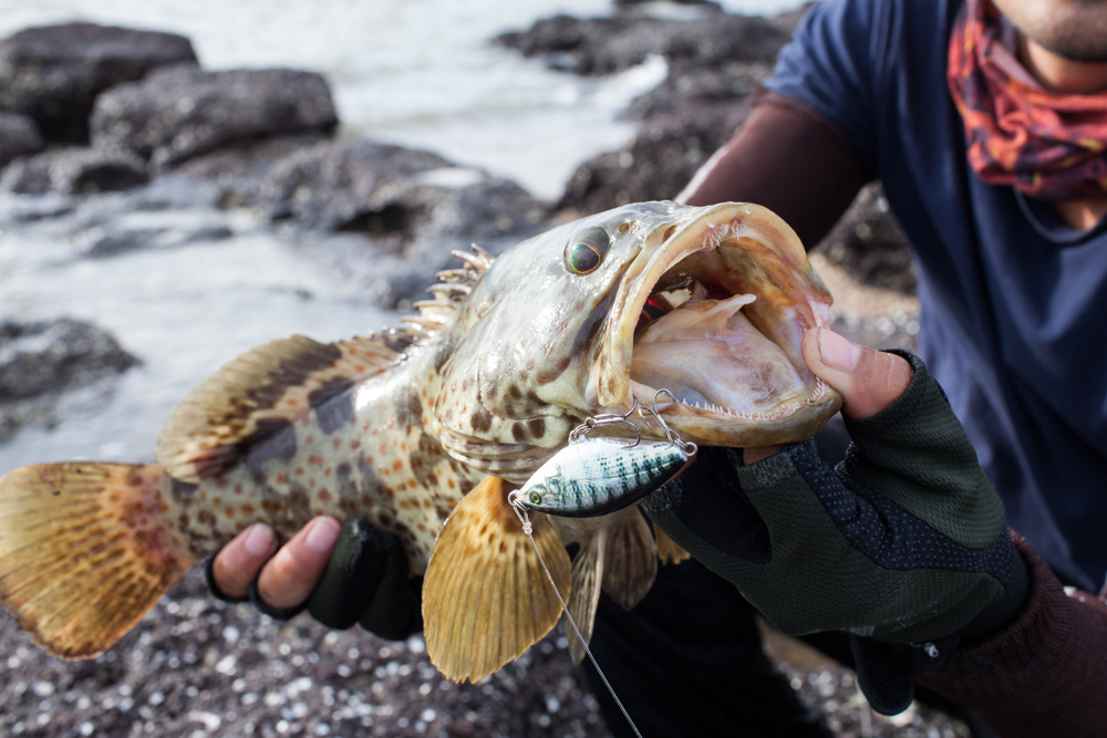 11 Types of Grouper to Catch in Florida