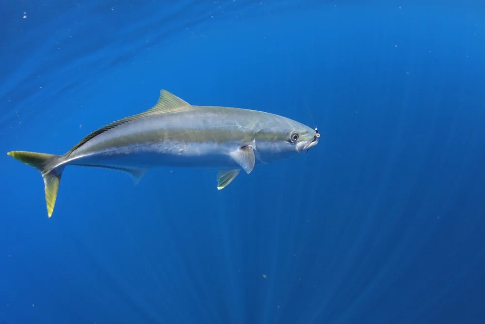 6 Best Baits for Catching Yellowtail Kingfish