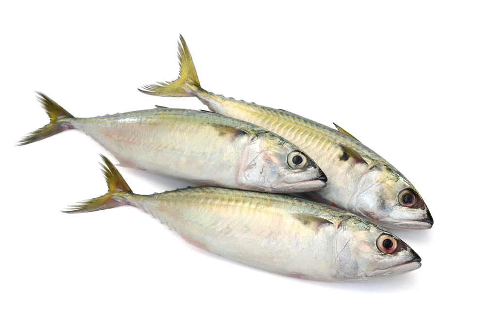 7 Best Baits for Bluefish