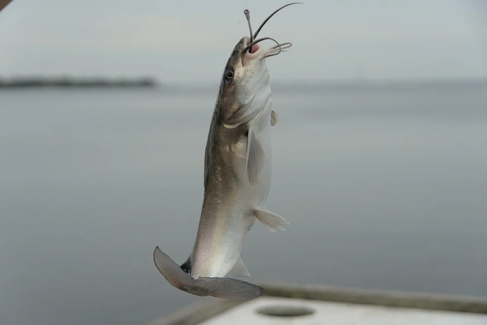 Can You Eat Saltwater Catfish and is it Safe?