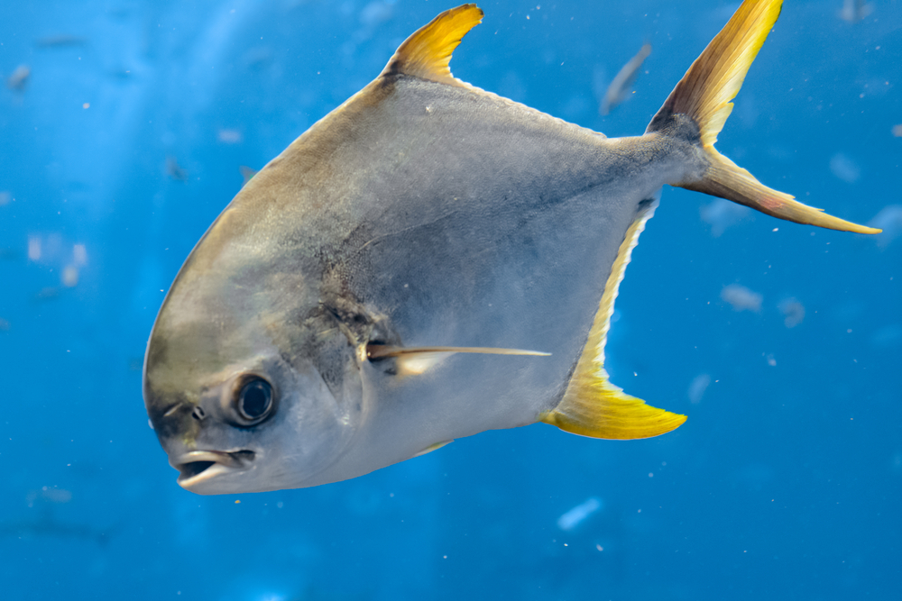 16 Types of Jack Fish Every Angler Should Know