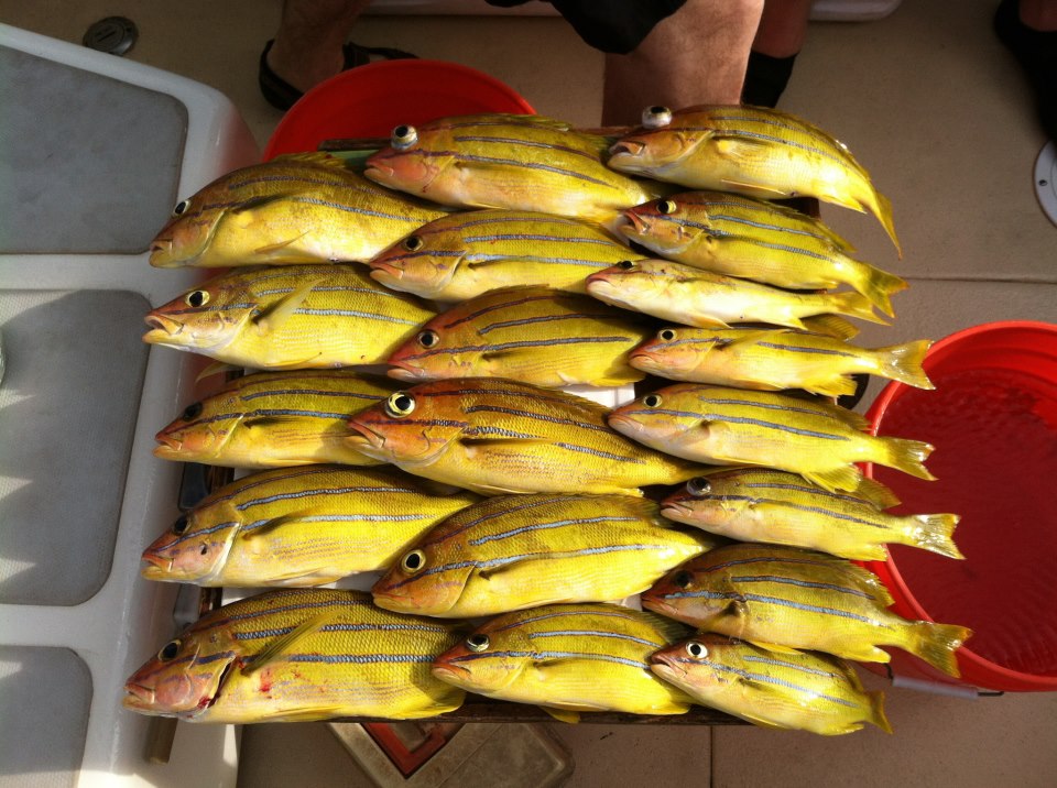 Maui Reef Fish To Eat Unique Fish Photo