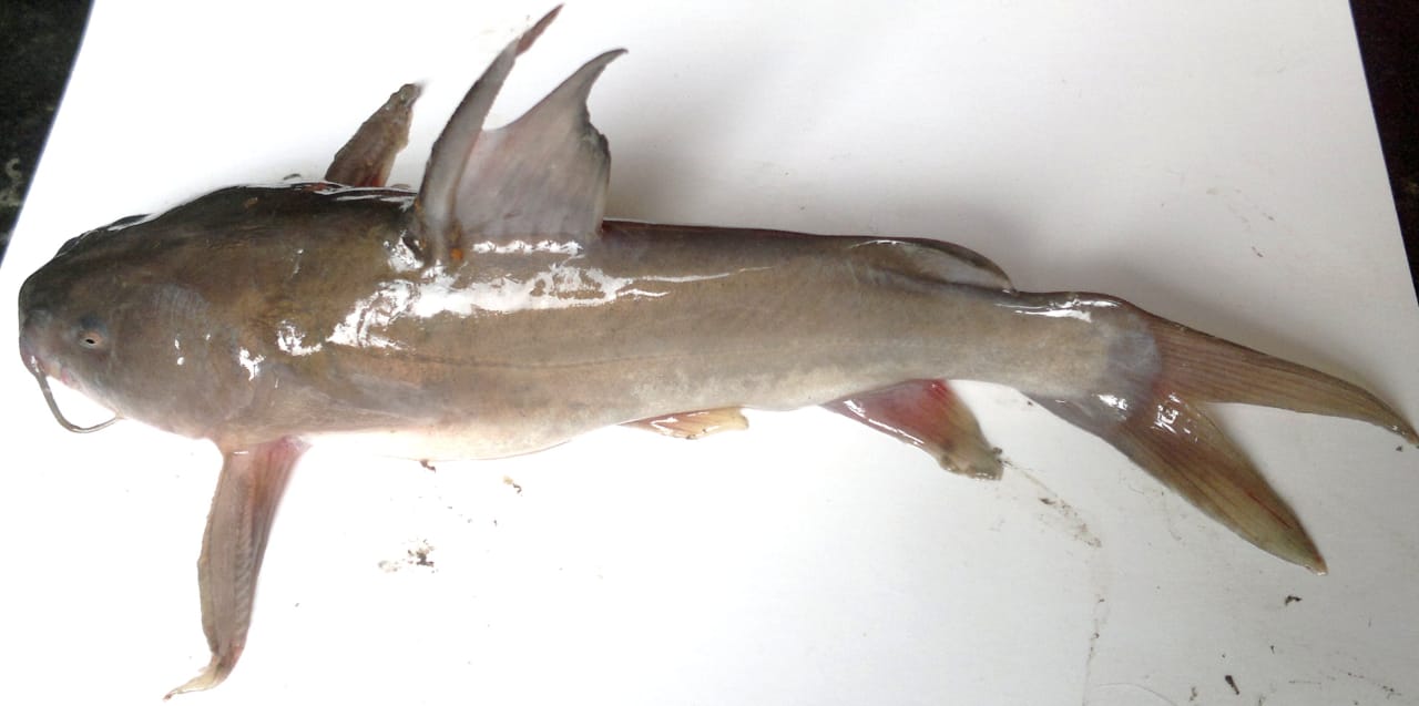 CATFISH MAWS Fish Maw Bangladesh