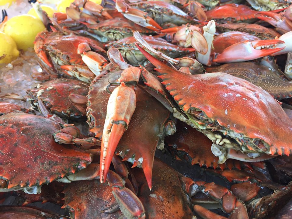 Fort Myers Crab & Music Festival The FINsider