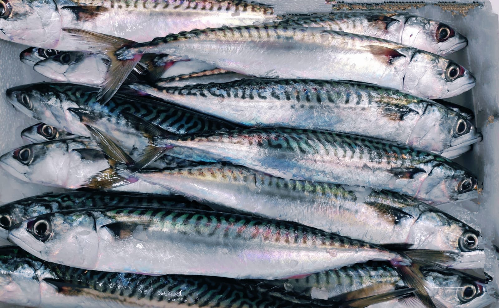 Mackerel (Whole) Howard & Son