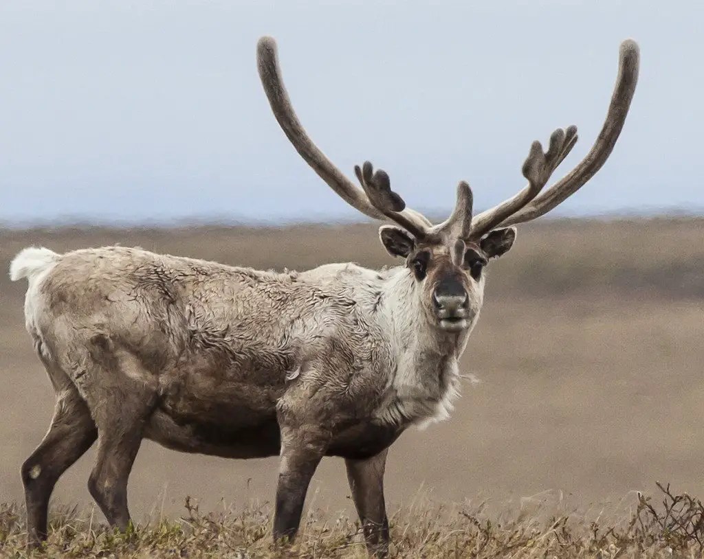 Are Caribou and Reindeer the Same Animal? Fish'n Canada