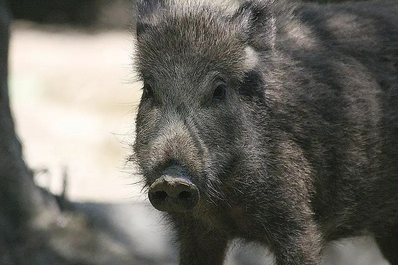 Wild Boars Invade Pickering, Ontario Fish'n Canada
