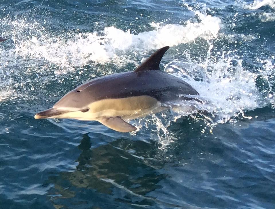 Fishing and Diving Charter Fish n' Dips Auckland based