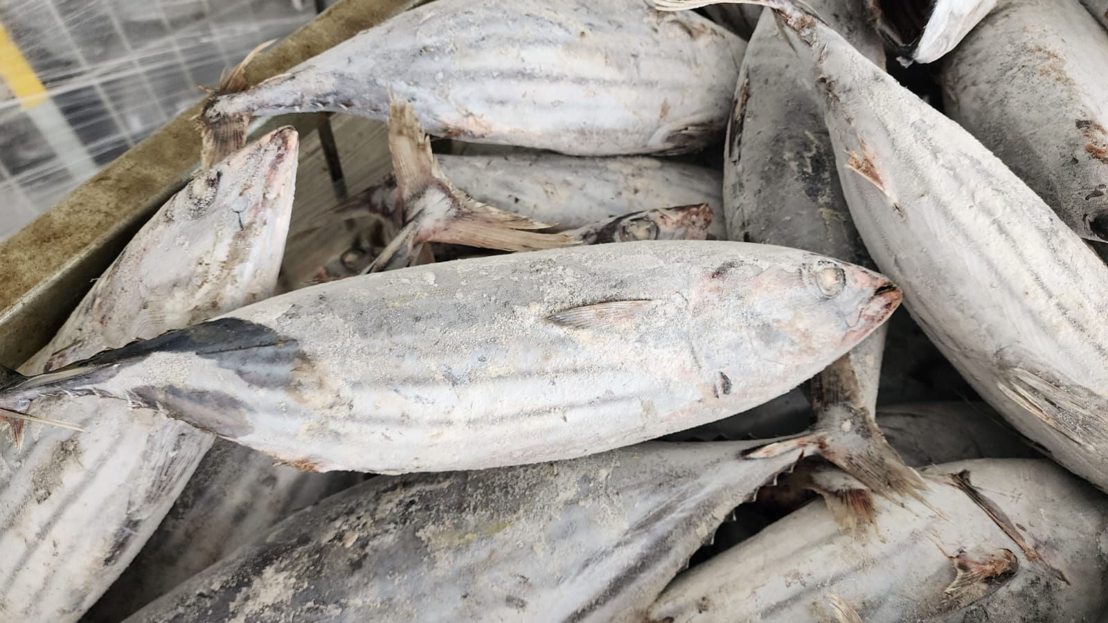 Fishnesia Skipjack Tuna Fishnesia