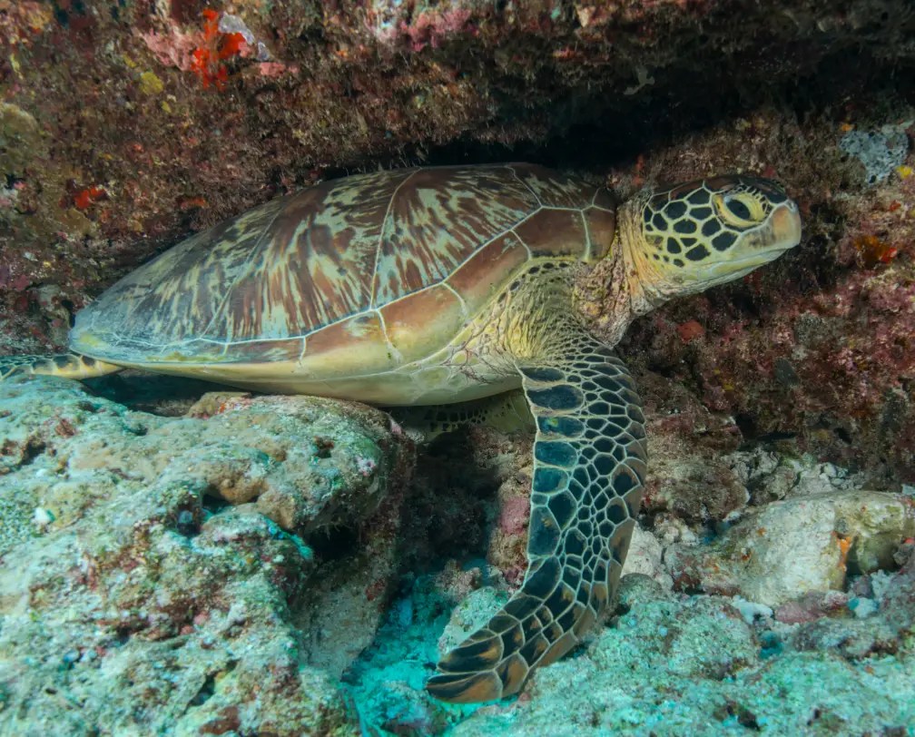 Difference between Hawksbill and Green Sea Turtle
