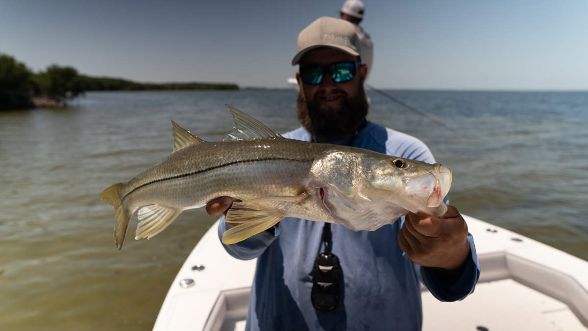 The Best Season For Snook Fishing In Tampa