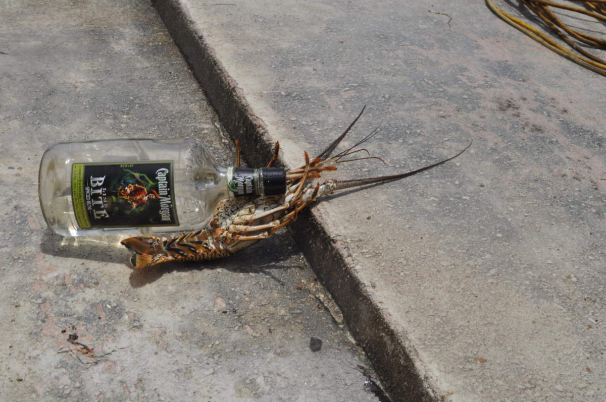 Lobster Limits for all Capt. Jason Dozier