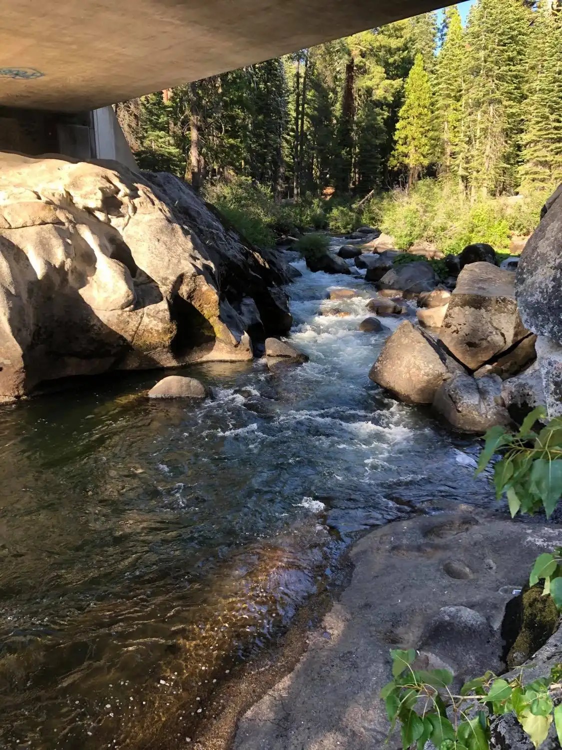 Silver Fork American River Fishing