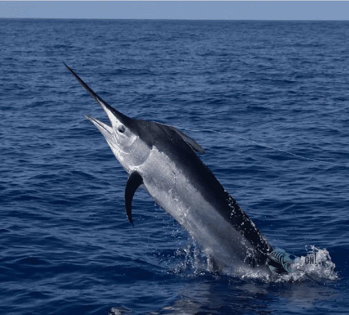 Wilmington North Carolina Fishing Spots OffShore GPS Fishing Numbe