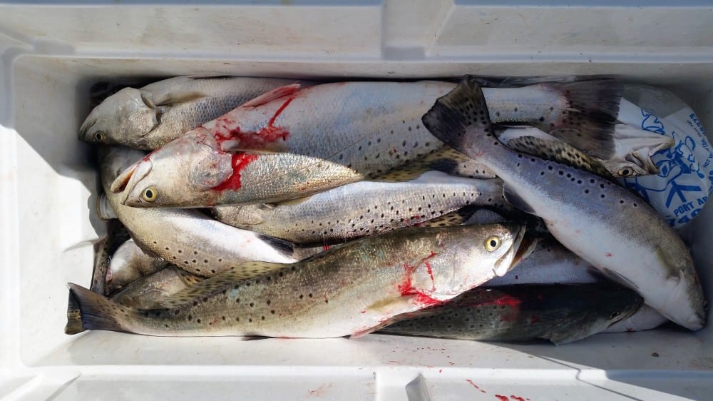 Gallery Fish On Guide Fishing Guide Corpus Christi