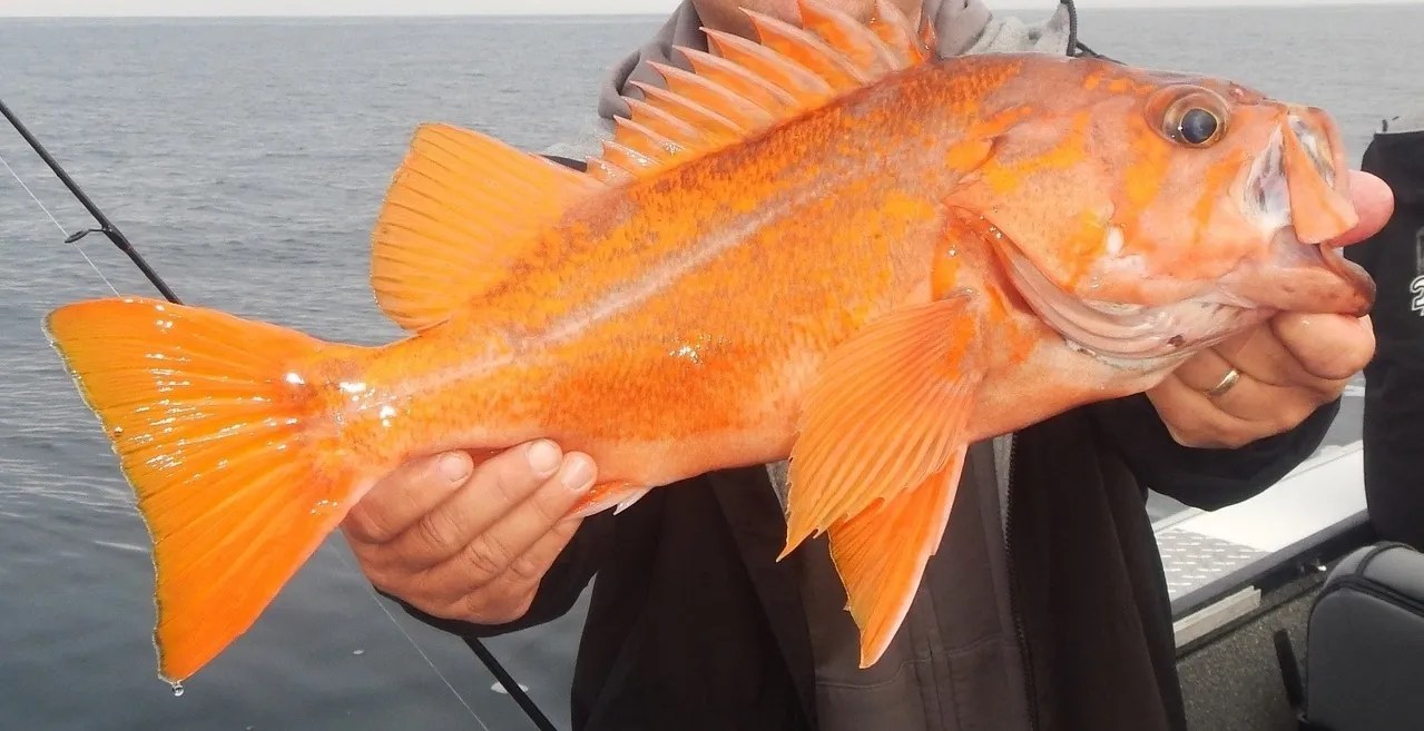 Rockfish Fish Guide Habitat, Diet, Life Cycle, and Facts FishOnTips
