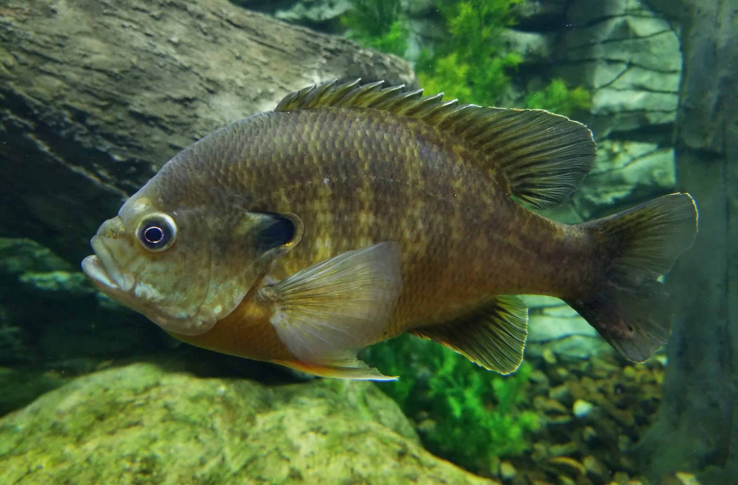 Bluegill Fishing Tips Master the Art of Catching the Vibrant