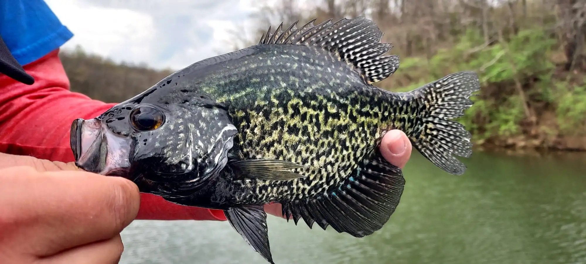 Crappie Fish Tips, Habitat, Life Cycle, and More FishOnTips
