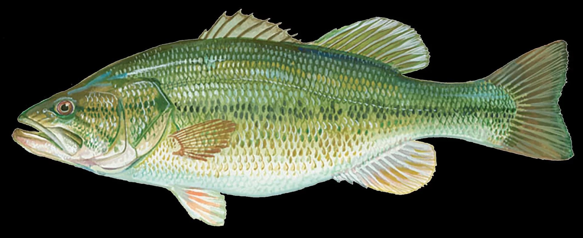 Largemouth Bass Guide Habitat, Diet, Life Cycle FishOnTips