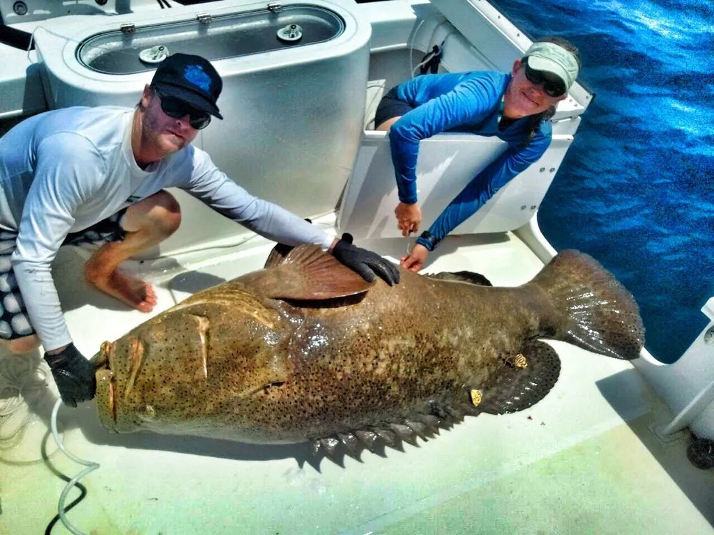 Grouper Fish Habitat, Diet, Life Cycle, and Facts FishOnTips