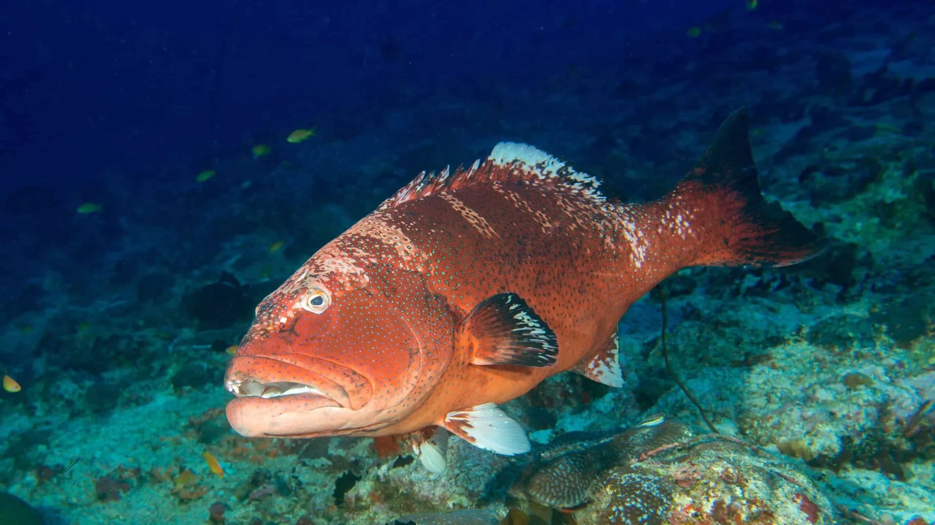 Grouper Fish Habitat, Diet, Life Cycle, and Facts FishOnTips