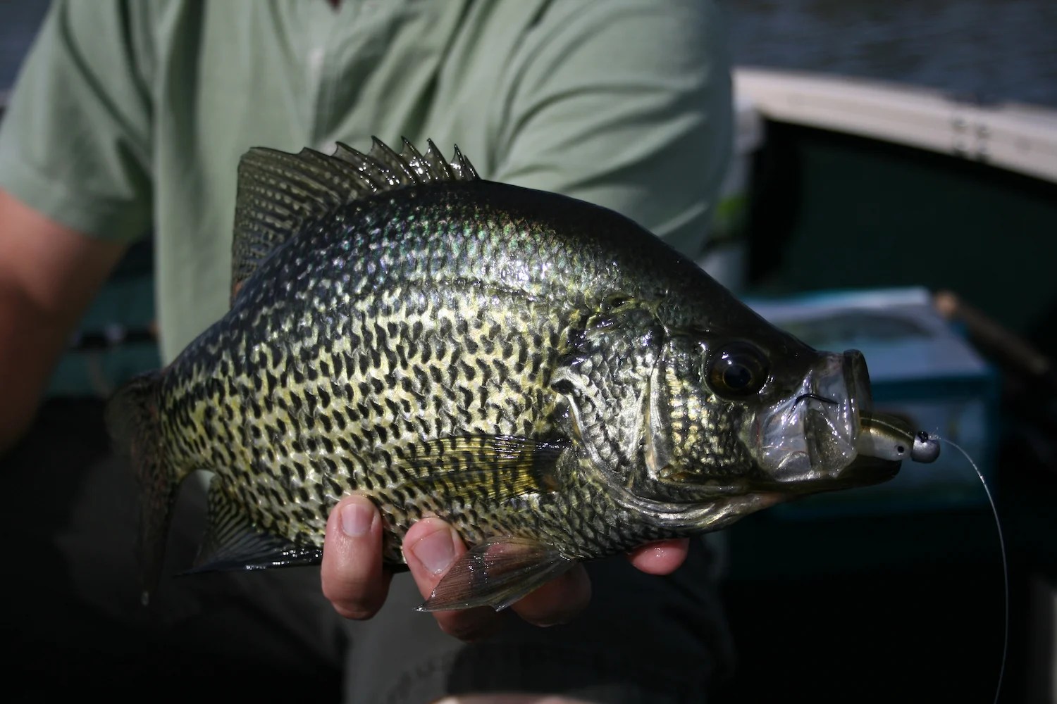 Crappie Fish Tips, Habitat, Life Cycle, and More FishOnTips
