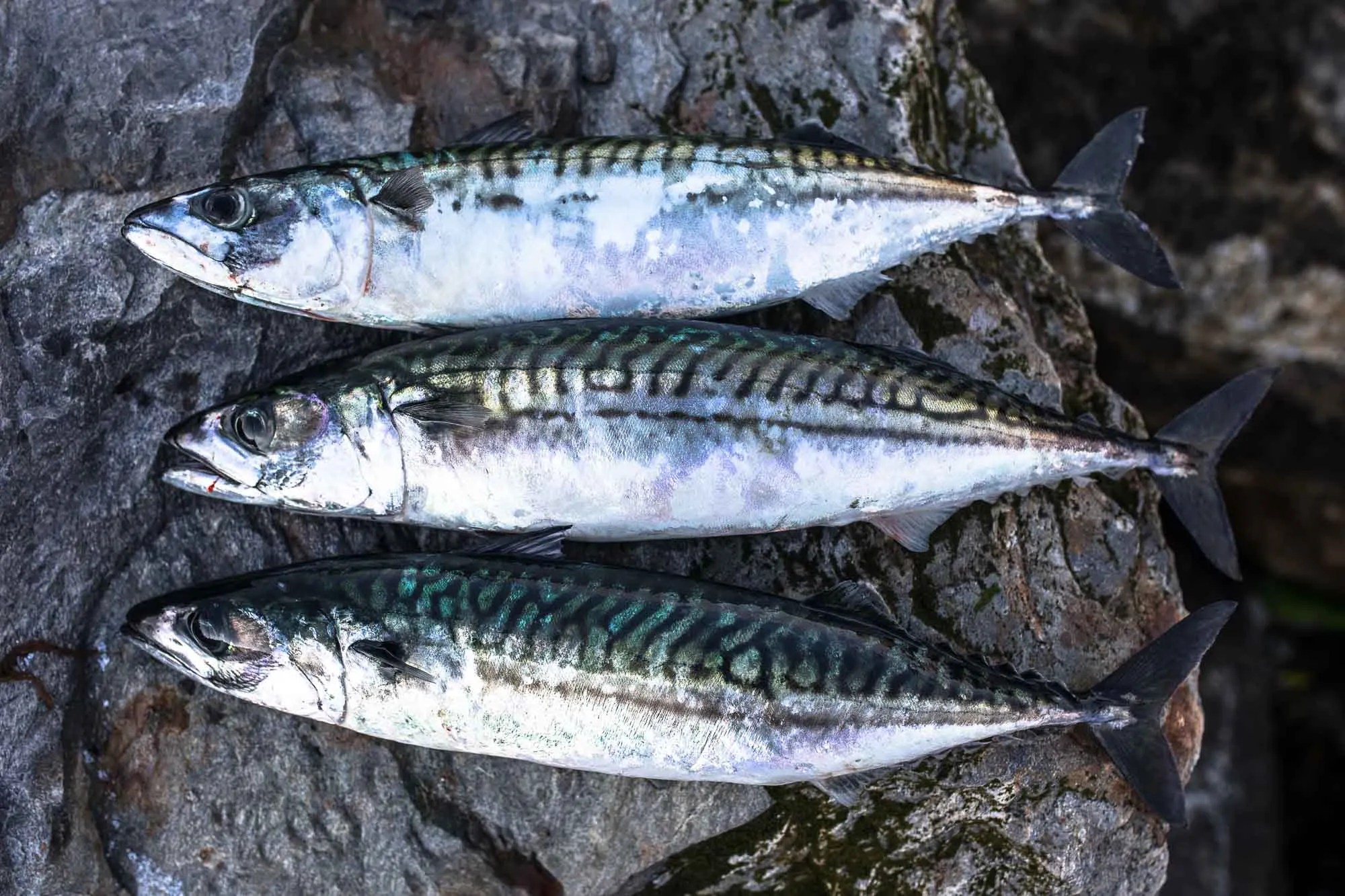 Mackerel Fish Guide Habitat, Diet, Life Cycle, and Facts FishOnTips