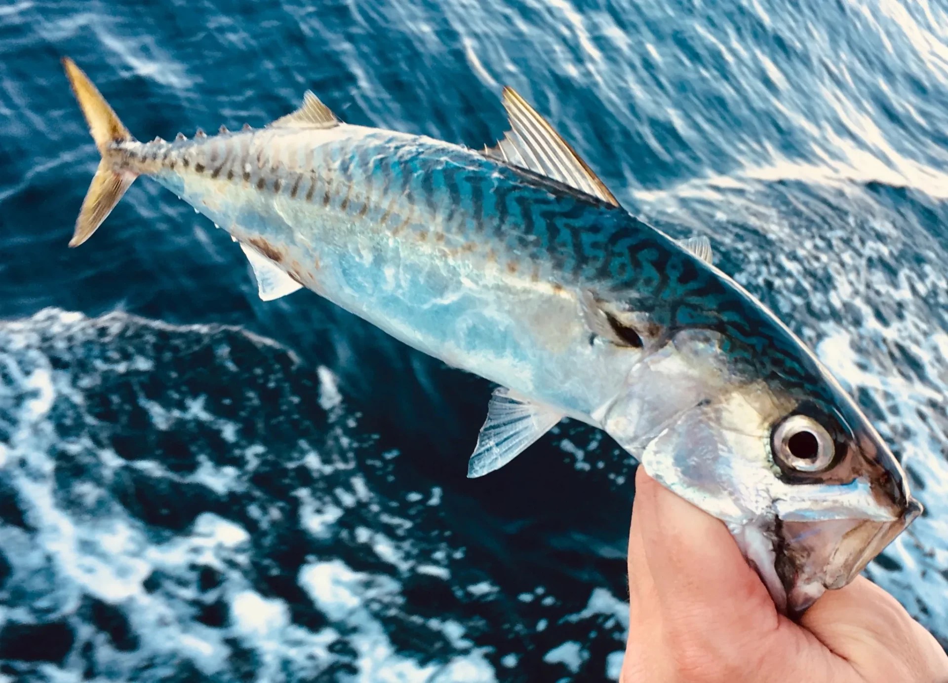 Mackerel Fish Guide Habitat, Diet, Life Cycle, and Facts FishOnTips