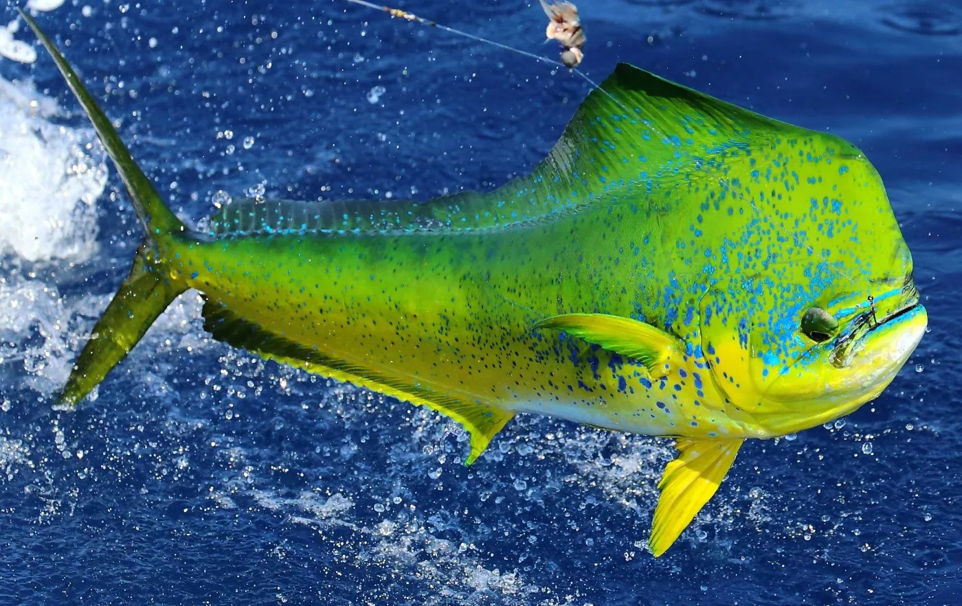What Is Mahi Mahi Called In Australia at Lori blog