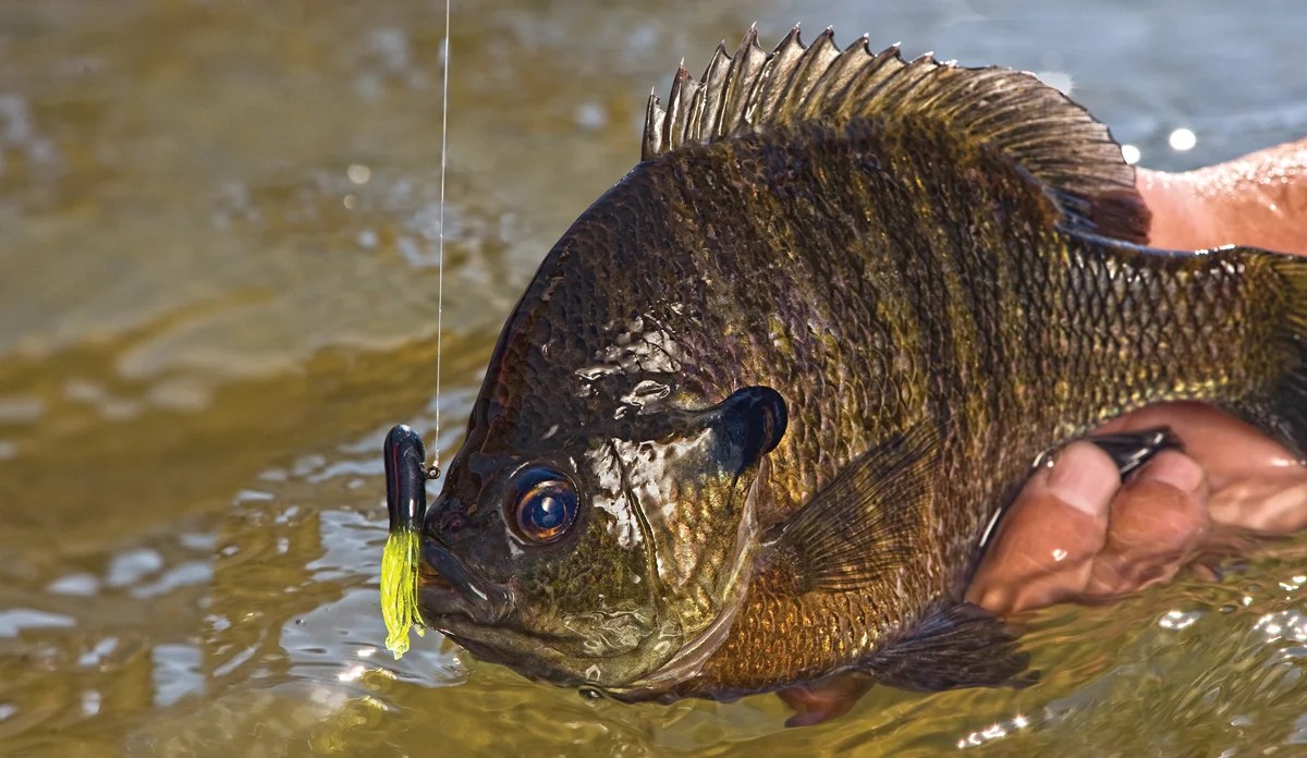 Bluegill Fishing Tips Master the Art of Catching the Vibrant