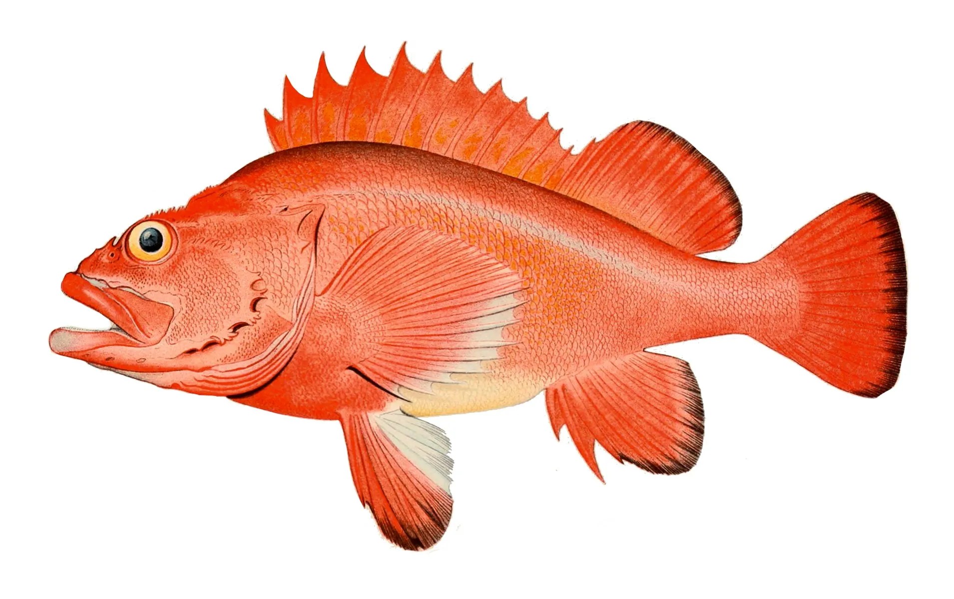 Rockfish Fish Guide Habitat, Diet, Life Cycle, and Facts FishOnTips