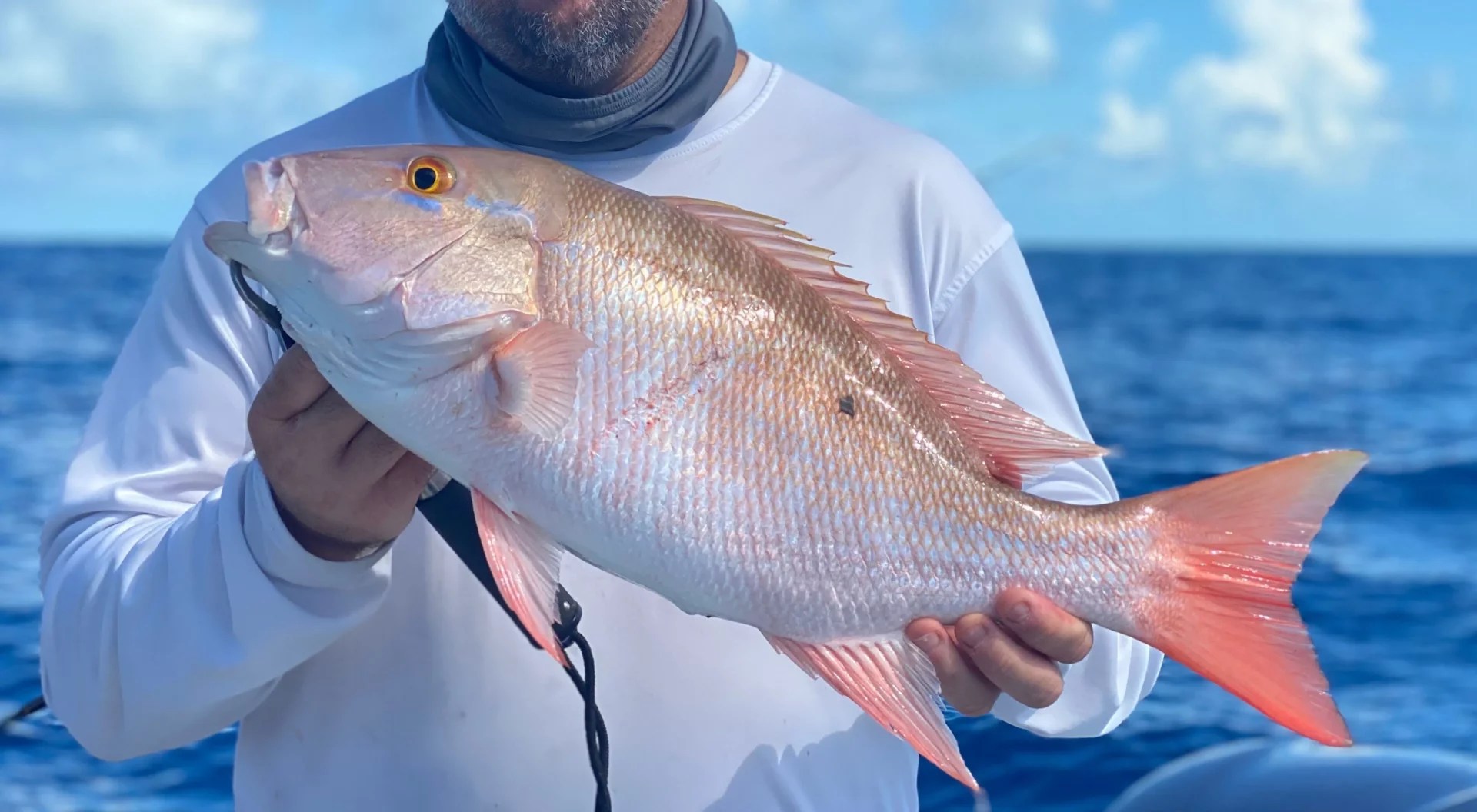 Snapper Fish Guide Habitat, Diet, Life Cycle, and Facts FishOnTips