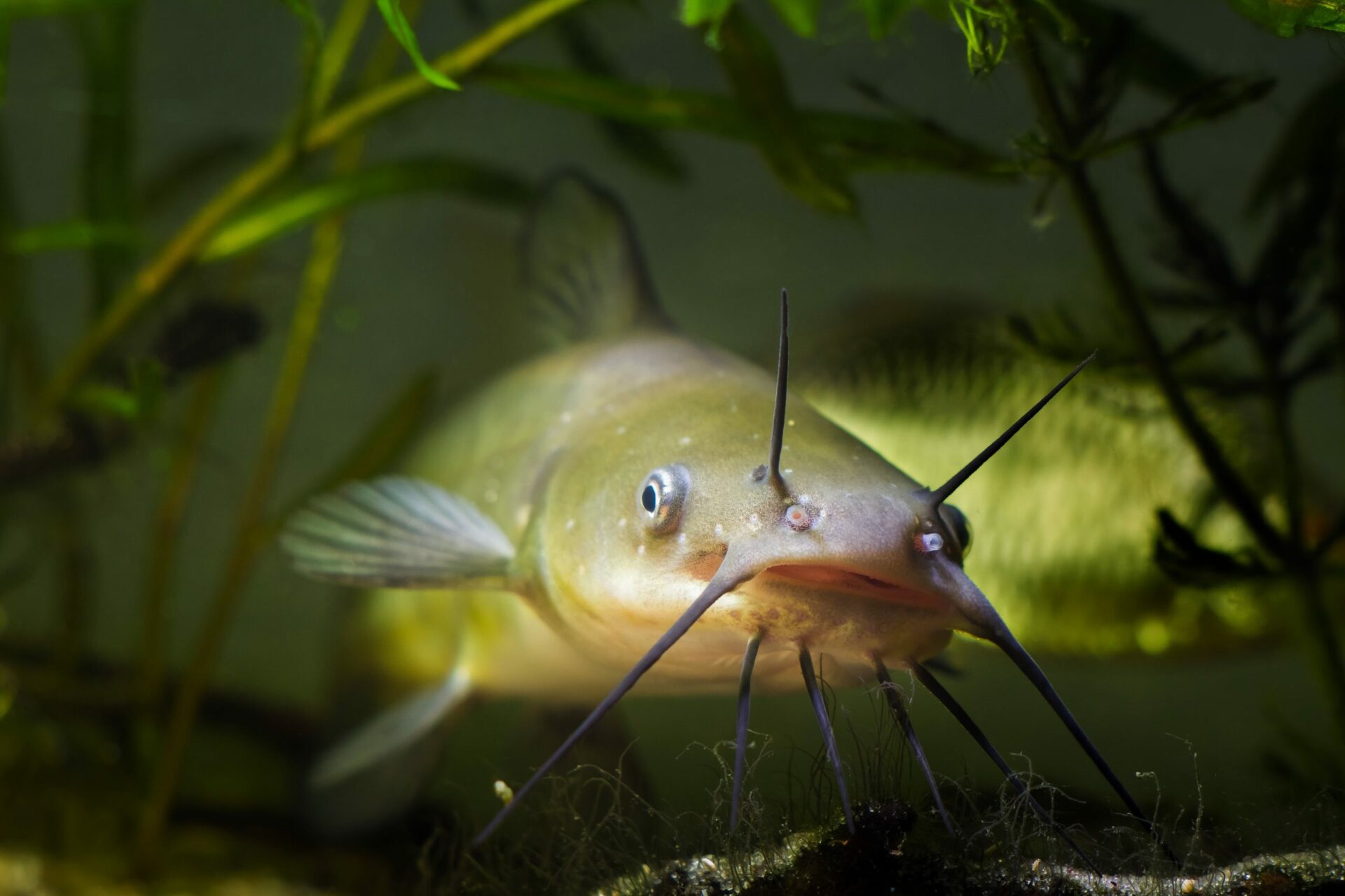 Catfish A Guide to Habitat, Life Cycle, and Catching Tips FishOnTips