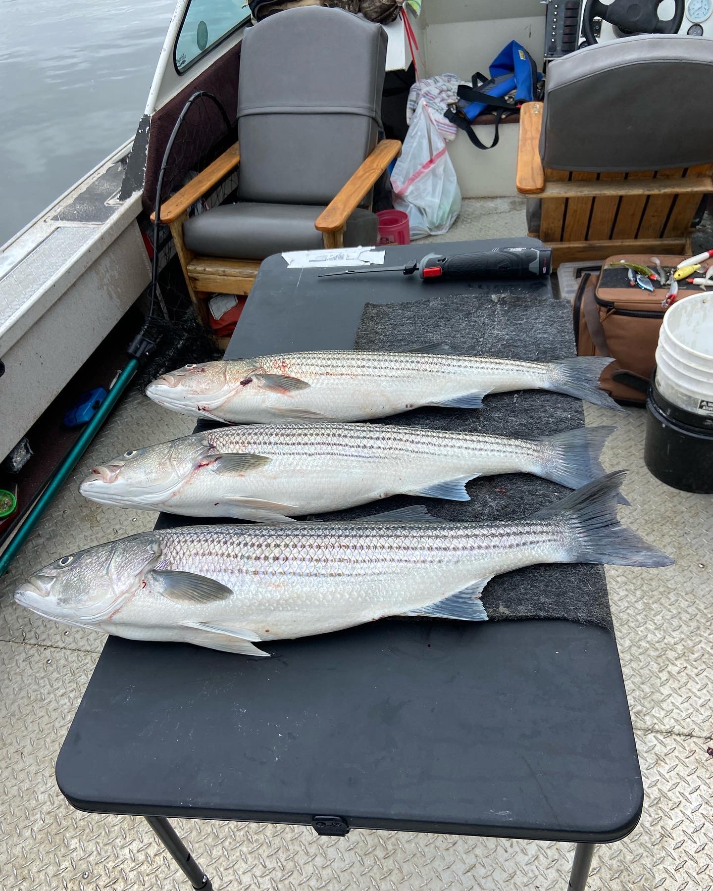 Striper Update FISH OREGON GUIDE SERVICE