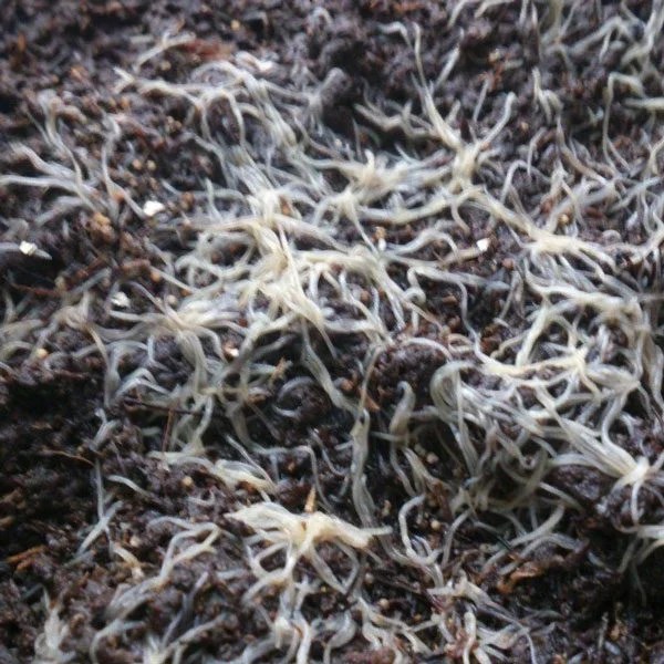 White Worm Culture The FisHotel