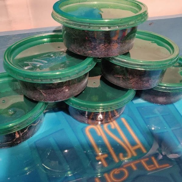 White Worm Culture The FisHotel