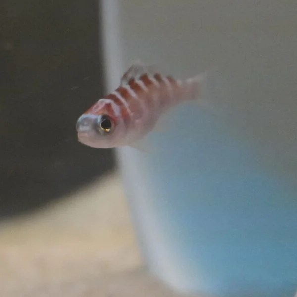 Chalk Bass The FisHotel