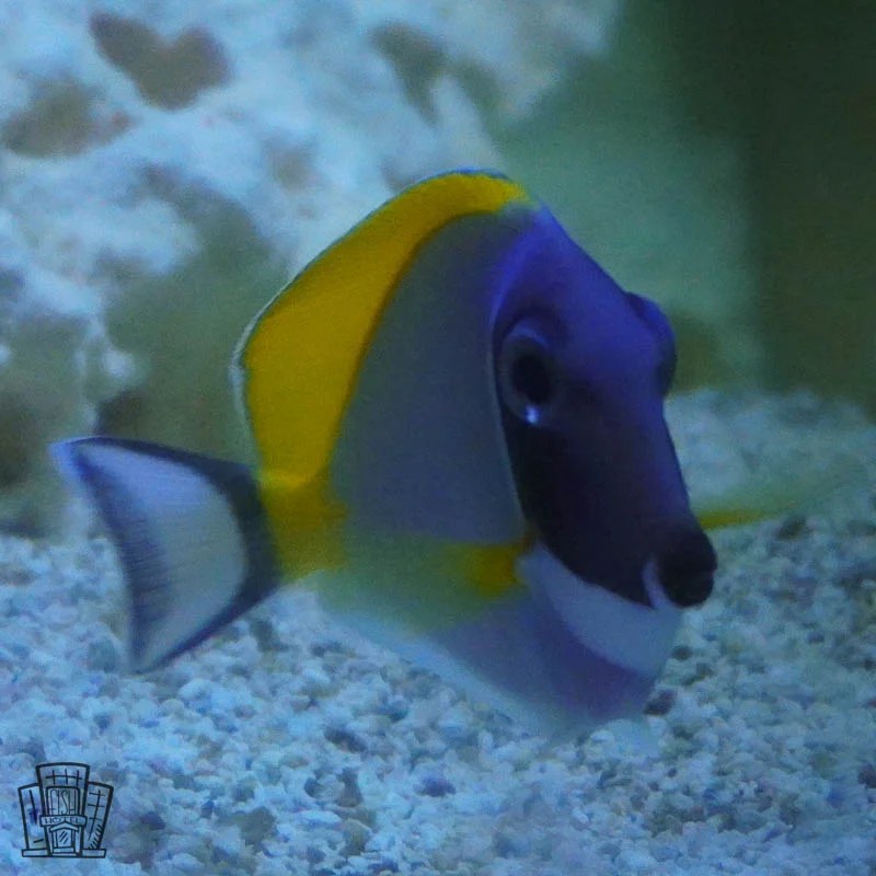Powder Blue Tang from The FisHotel