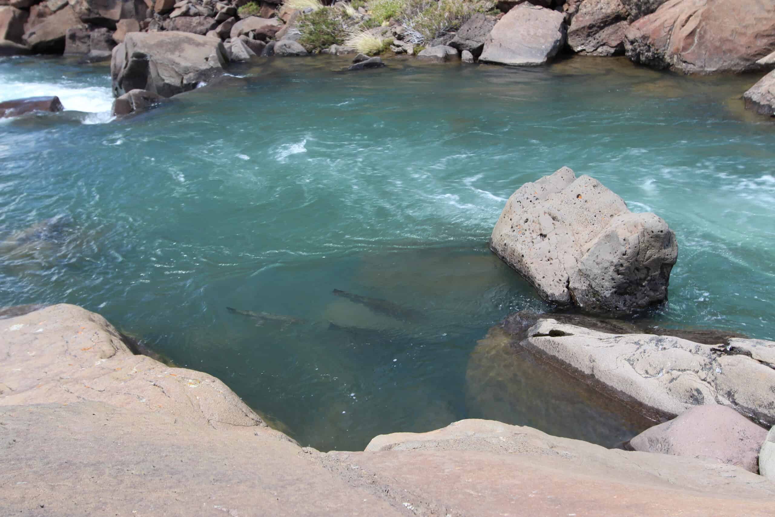 Jurassic Lake Estancia Laguna Verde Lodge Fish Partner