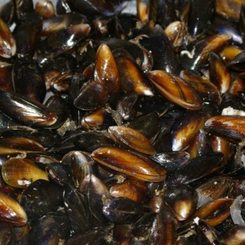 1 Amazing Fresh Mussels Fish Plaice (UK Delivery)