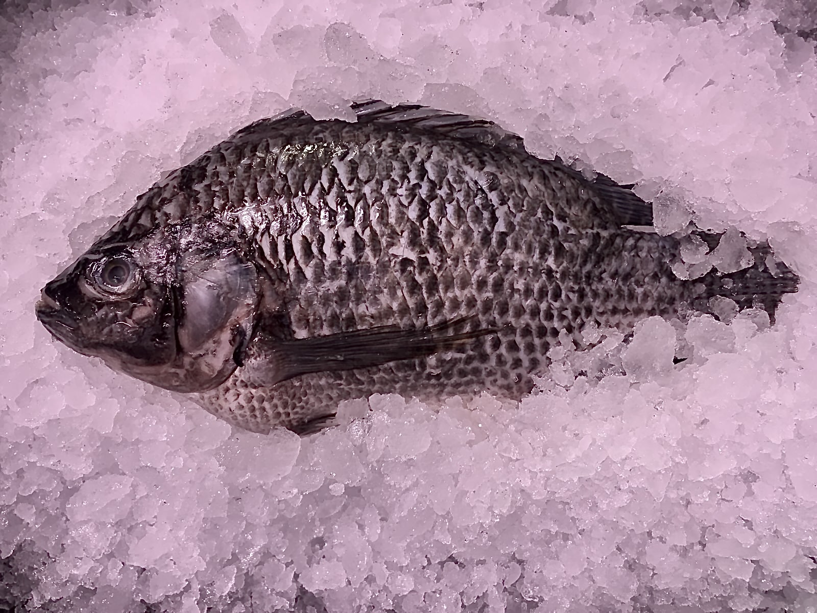 1 for Amazing Whole Tilapia Fish Plaice