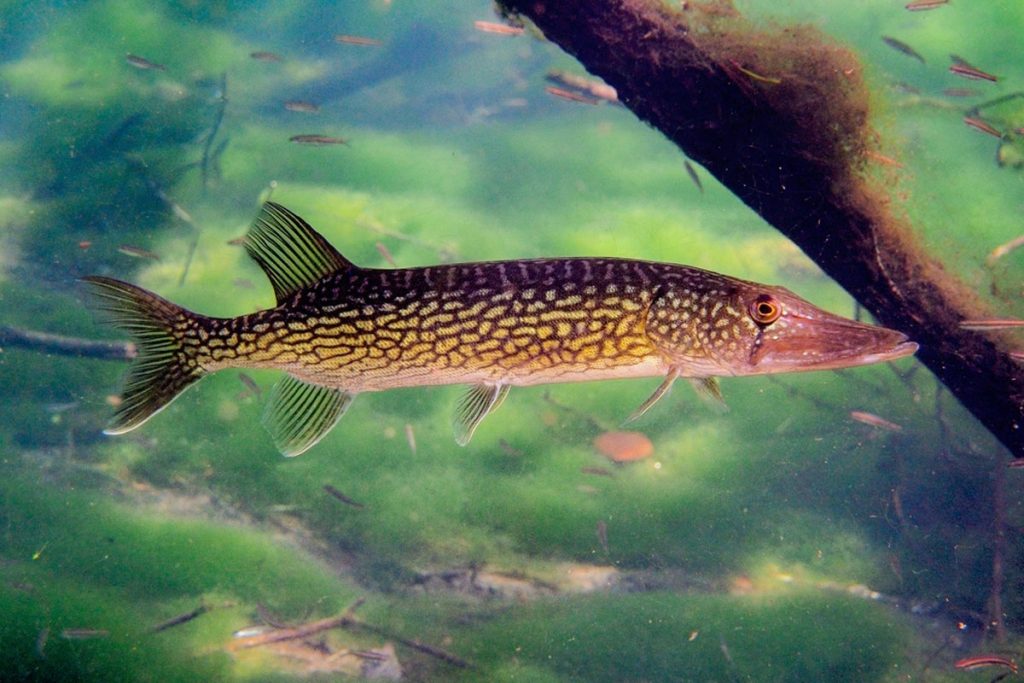Chain Pickerel Info, Habitat, Fishing Tips & More! FishRook