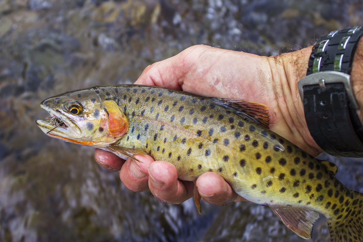 Cutthroat Trout Info, Habitat, Fishing Tips & More! FishRook