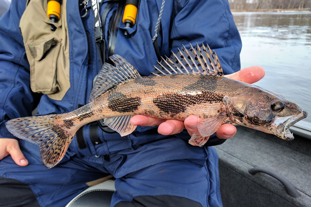 Sauger Fish Info, Habitat, Fishing Tips & More! FishRook