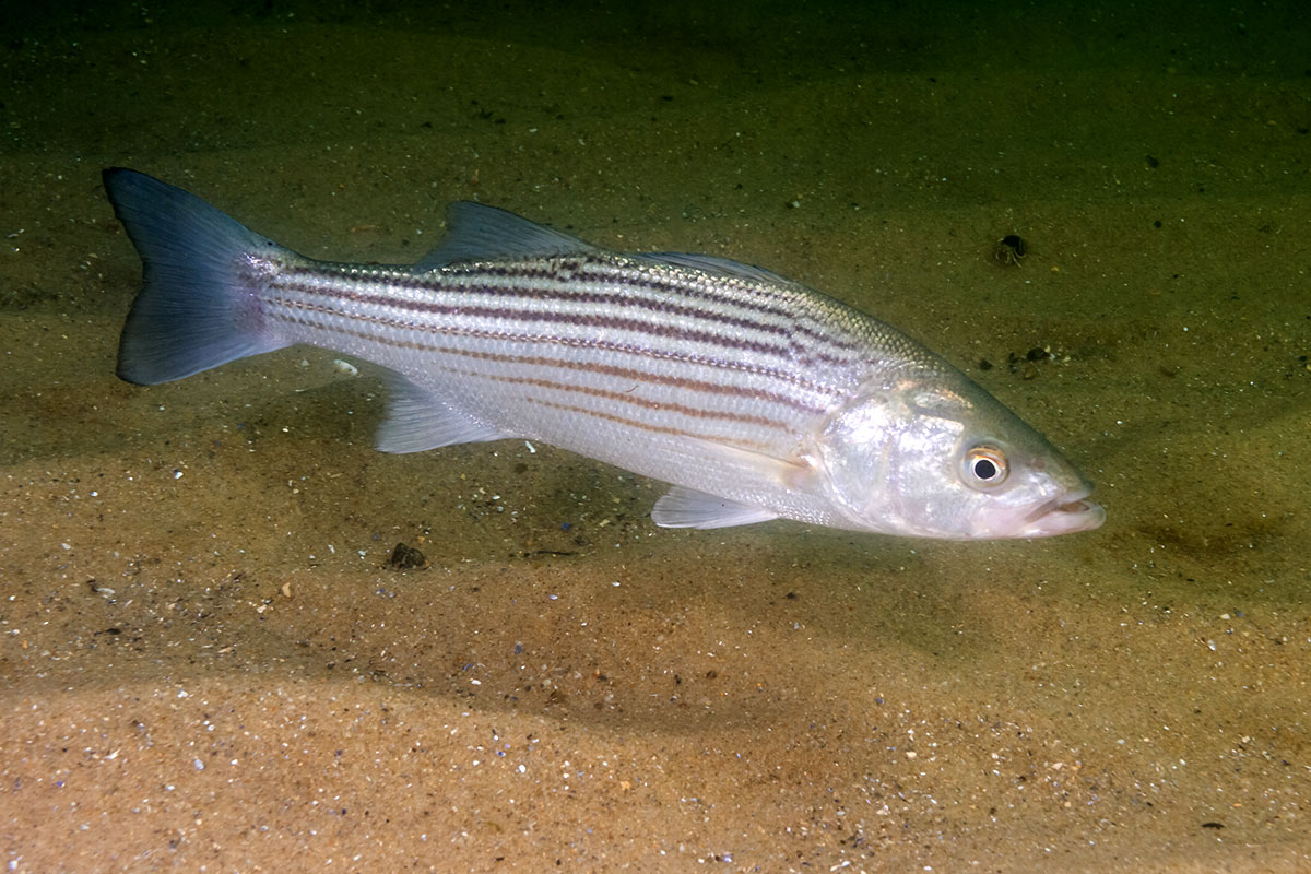 Striped Bass Info, Habitat, Fishing Tips & More! FishRook