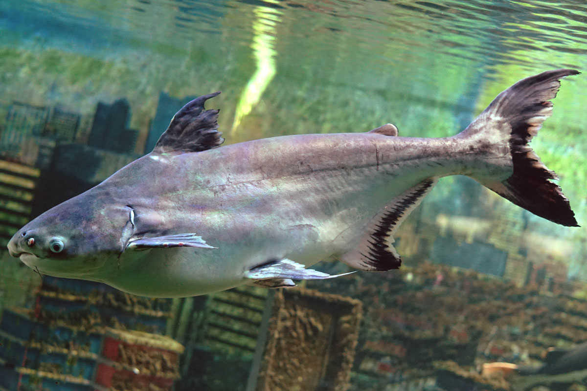 Blue Catfish Info, Habitat, Fishing Tips & More! FishRook