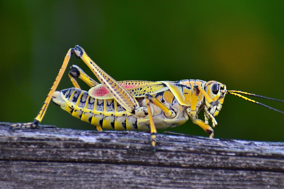 What do bass eat? Feeding habits and what's on the menu FishRook