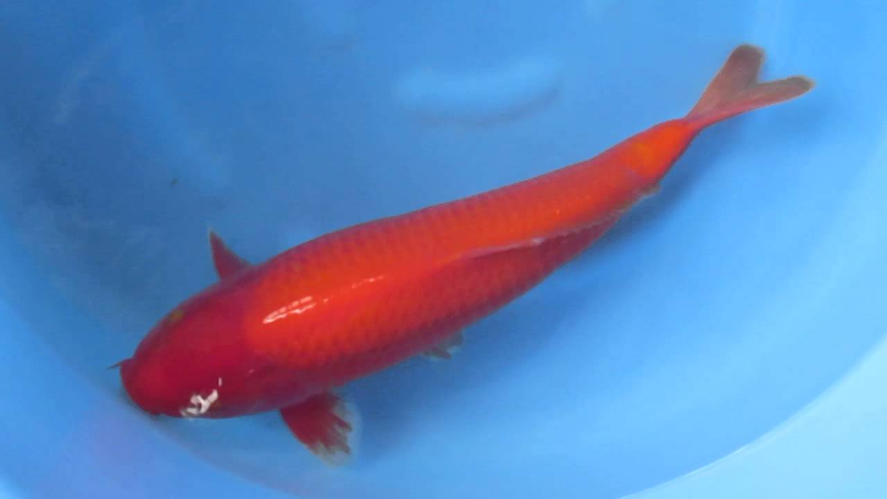 NEW ARRIVALS Coldwater and Pond Fish the fishroom